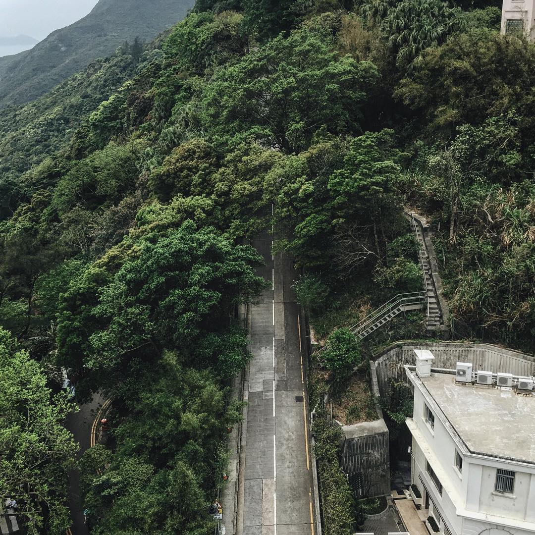 Perfectly green and virgin rain forest in the heart of Hong Kong